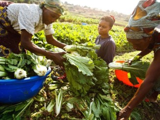 African women sorting farm produce.