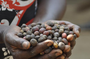 Woman with a hand full of coffee beans