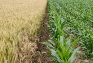 Maize plants