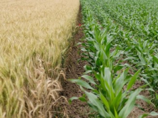 Maize plants
