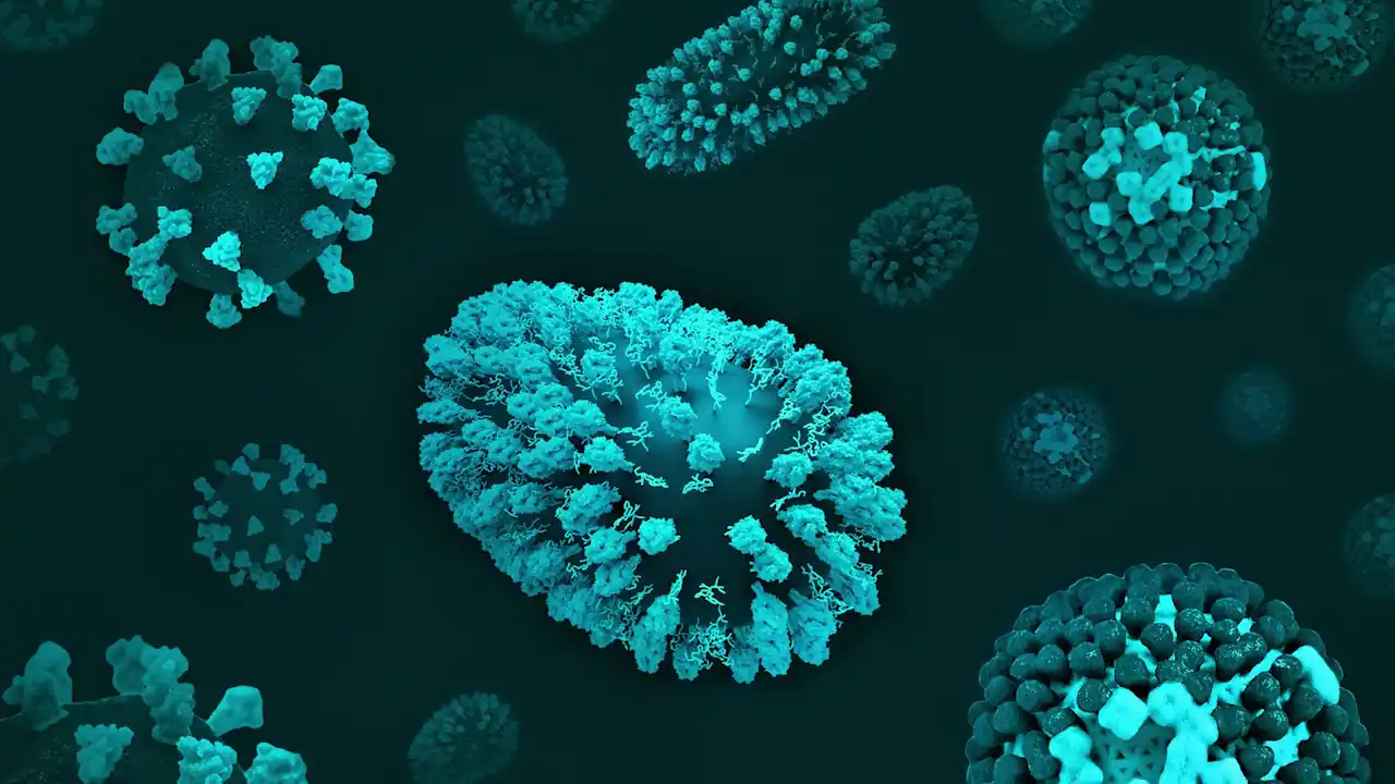 Three-dimensional renditions of three respiratory viruses: (left: SARS-CoV-2; centre: RSV; right: influenza virus).