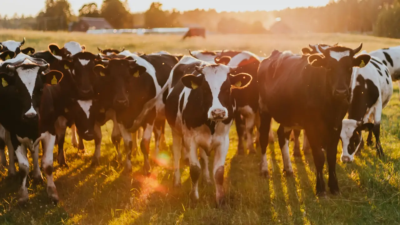 A group of cows grazing in a green field during the day