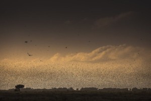 An invasion of locusts in the Somali region of Ethiopia