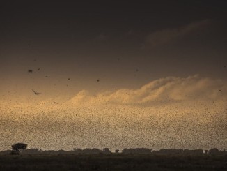 An invasion of locusts in the Somali region of Ethiopia