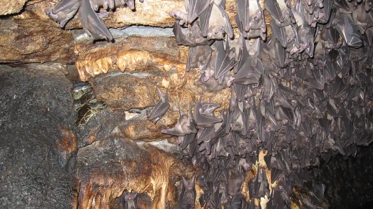 Bats in a cave in Maramagambo Forest in the Queen Elizabeth National Park; a python can also be seen in a crevice in the cave.