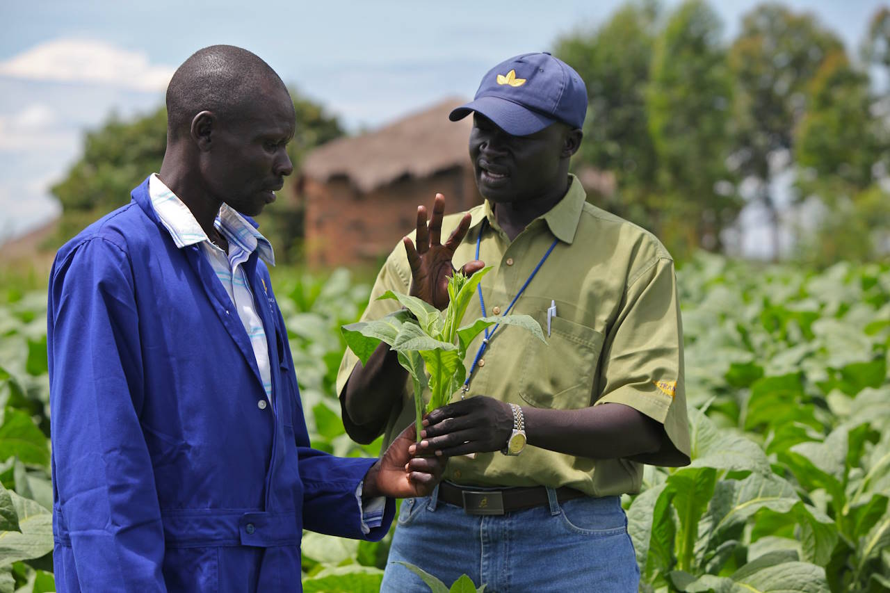 Two men holding a tobacco seedling