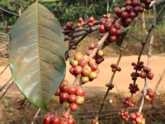 Branches of a Coffee Tree