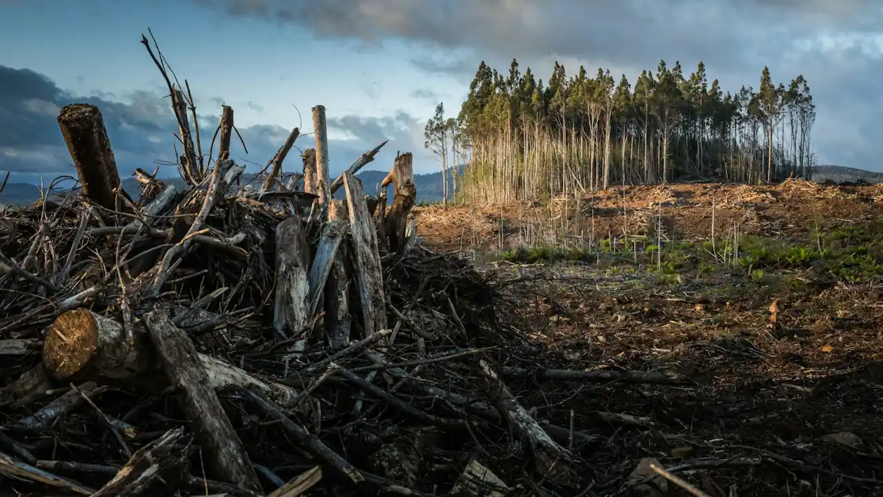 A forest that has been devastated by deforestation, with most of the trees felled and strewn in a lifeless pile under a cloudy sky.