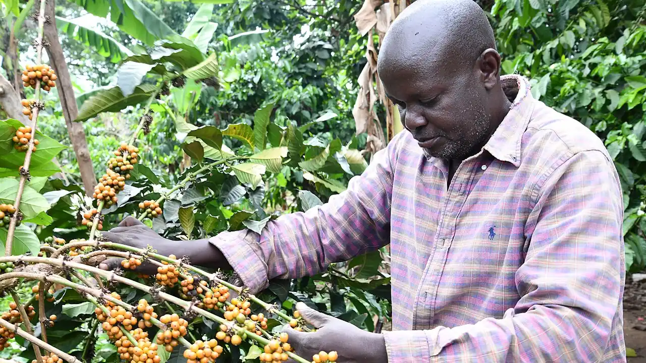 A man in a checked shirt harvests yellow coffee cherries from a coffee plant in Uganda.