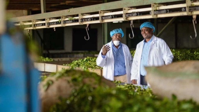 Two men standing in a tea processing facility